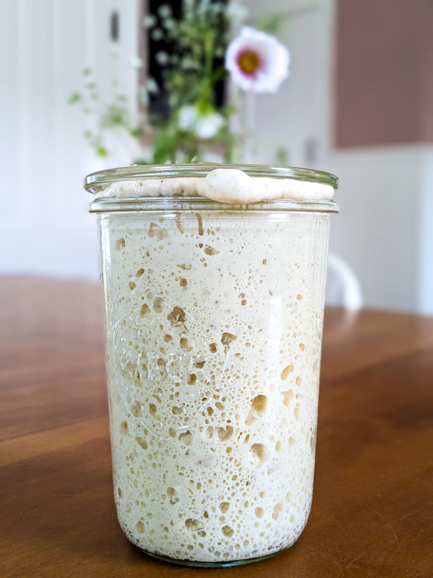 Organic Sourdough Starter (Dried)